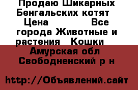 Продаю Шикарных Бенгальских котят › Цена ­ 17 000 - Все города Животные и растения » Кошки   . Амурская обл.,Свободненский р-н